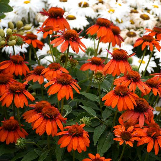 'Adobe Orange' Coneflower | Echinacea hybrid