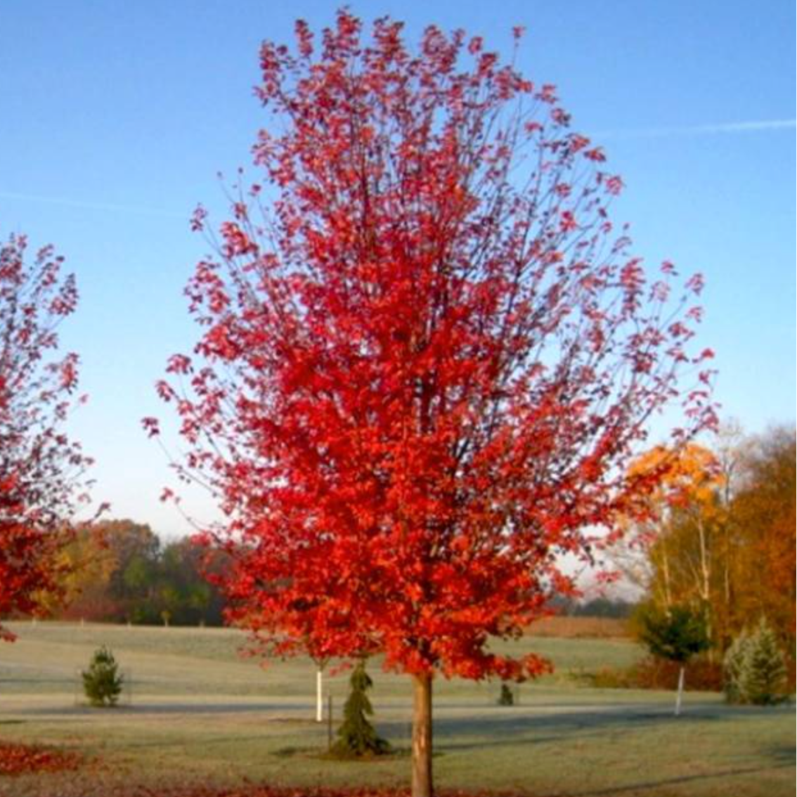 Autumn Blaze Pear | Pyrus calleryana