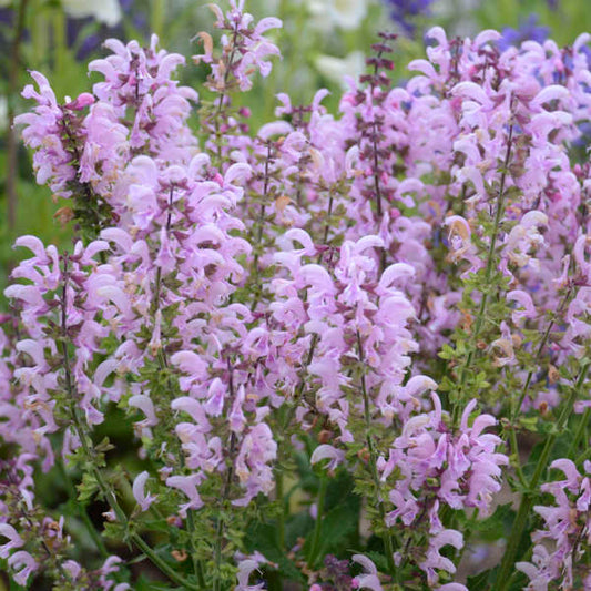 'Ballerina Pink' Salvia