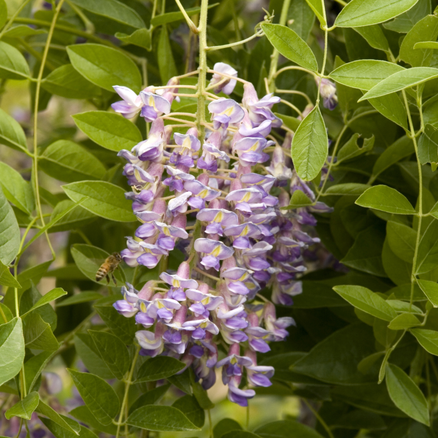 Blue Moon Wisteria | Wisteria macrostachya