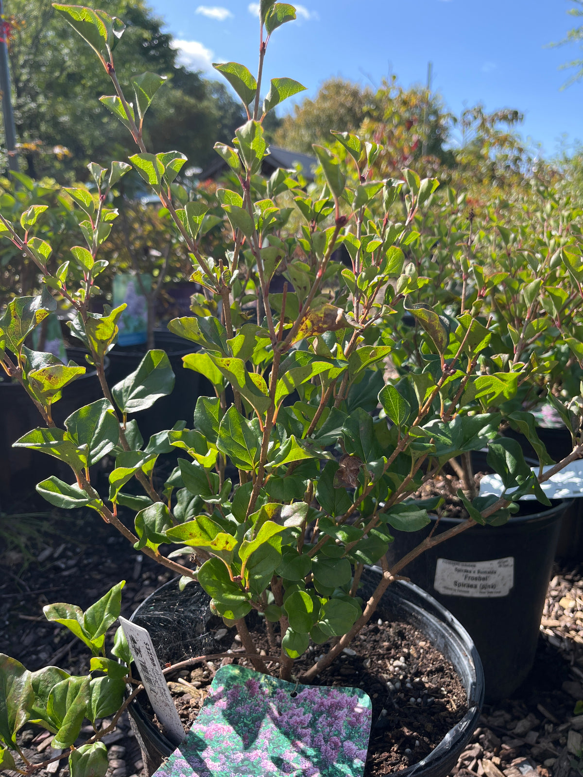 Palibin Dwarf Korean Lilac | Syringa meyeri
