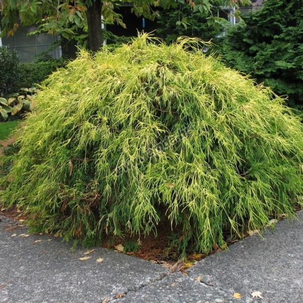 Sungold' Threadleaf False Cypress | Chamaecyparis pisifera 'Sungold'