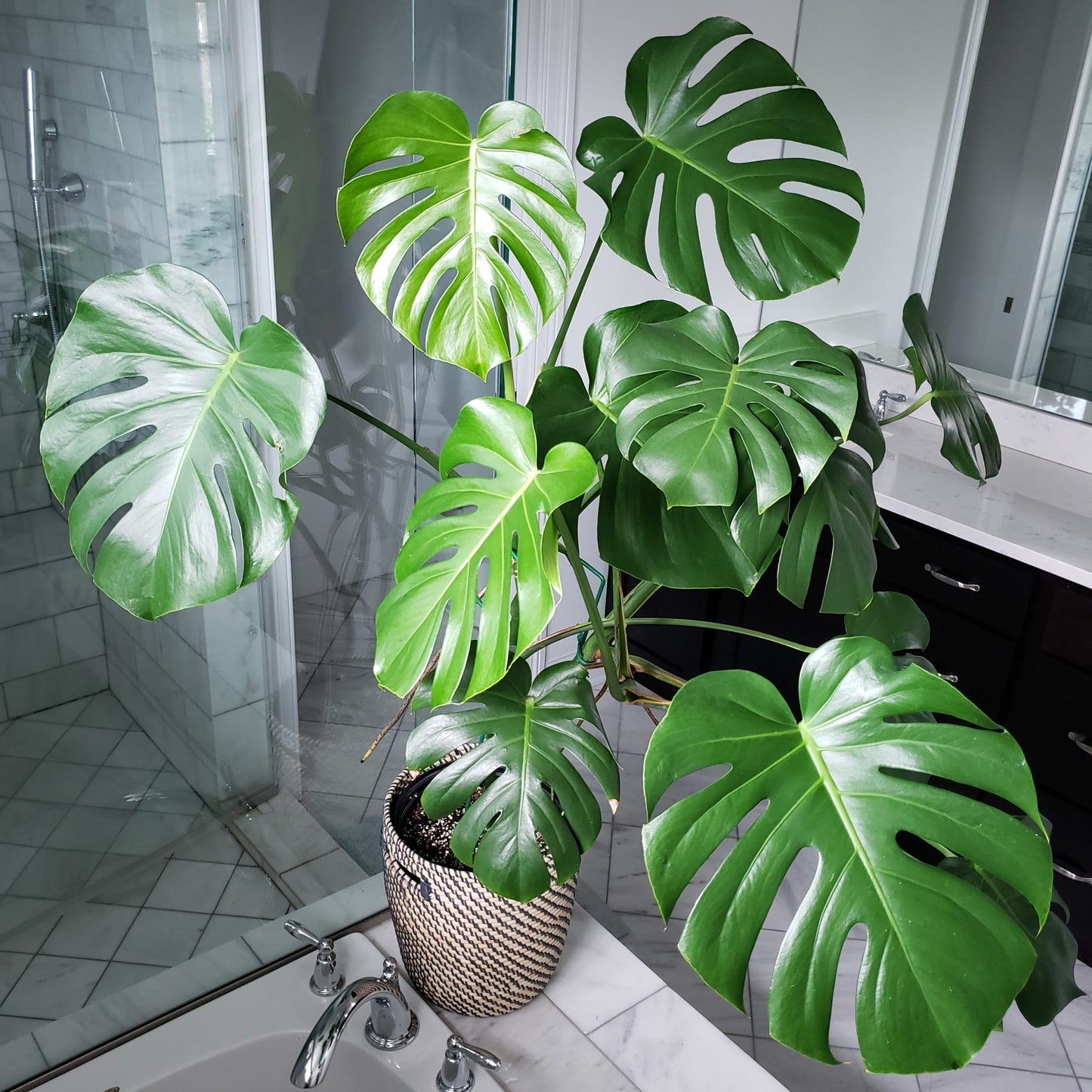 Canopy Indoor Plants