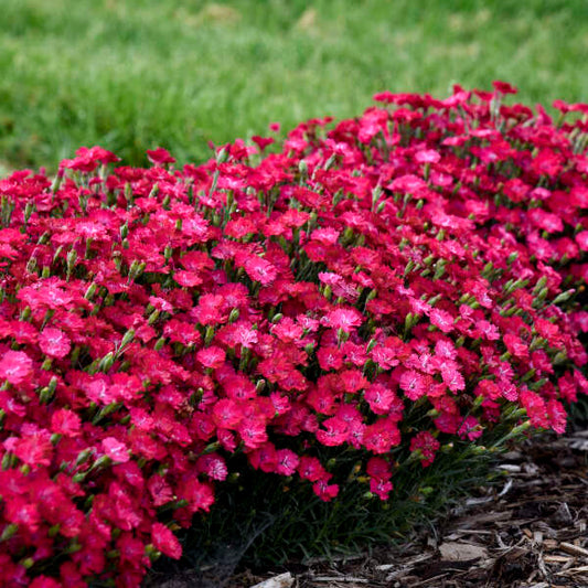 'Paint the Town Red' Dianthus