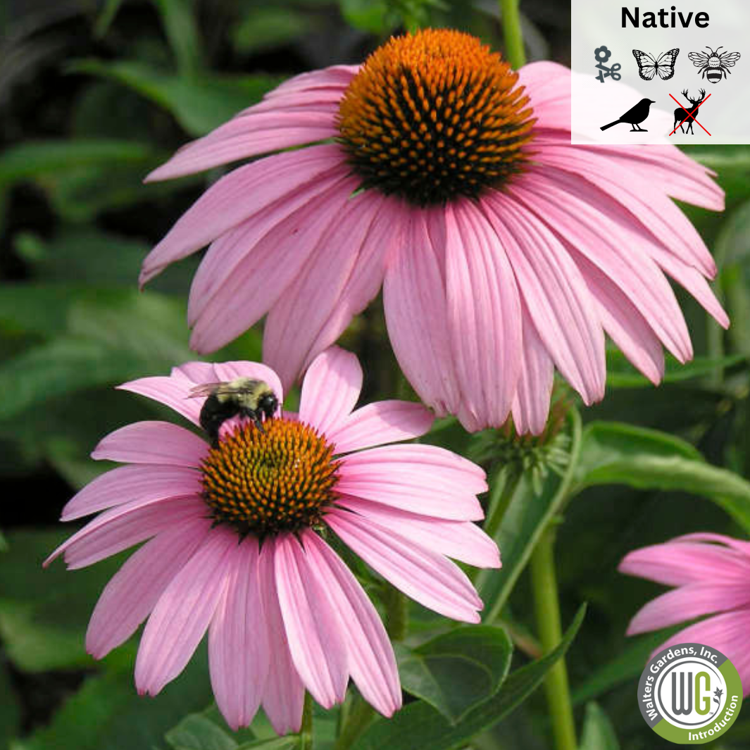 'Magnus' Coneflower | Echinacea purpurea 'Magnus'