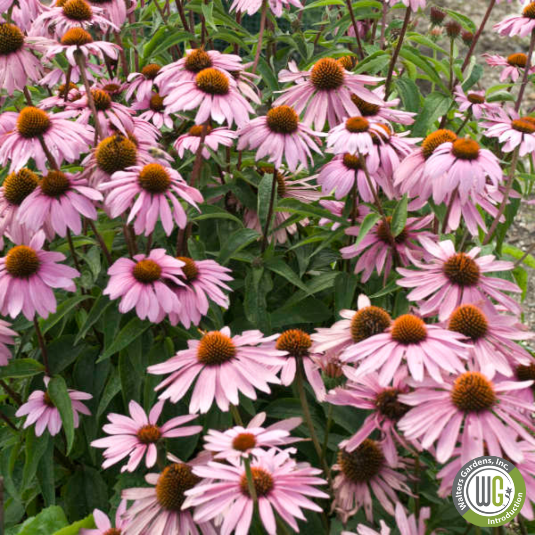'Magnus' Coneflower | Echinacea purpurea 'Magnus'