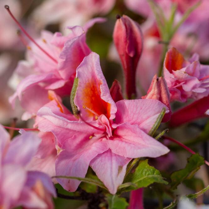 Electric Lights™ Double Pink Azalea | Rhododendron 'UMNAZ 493'