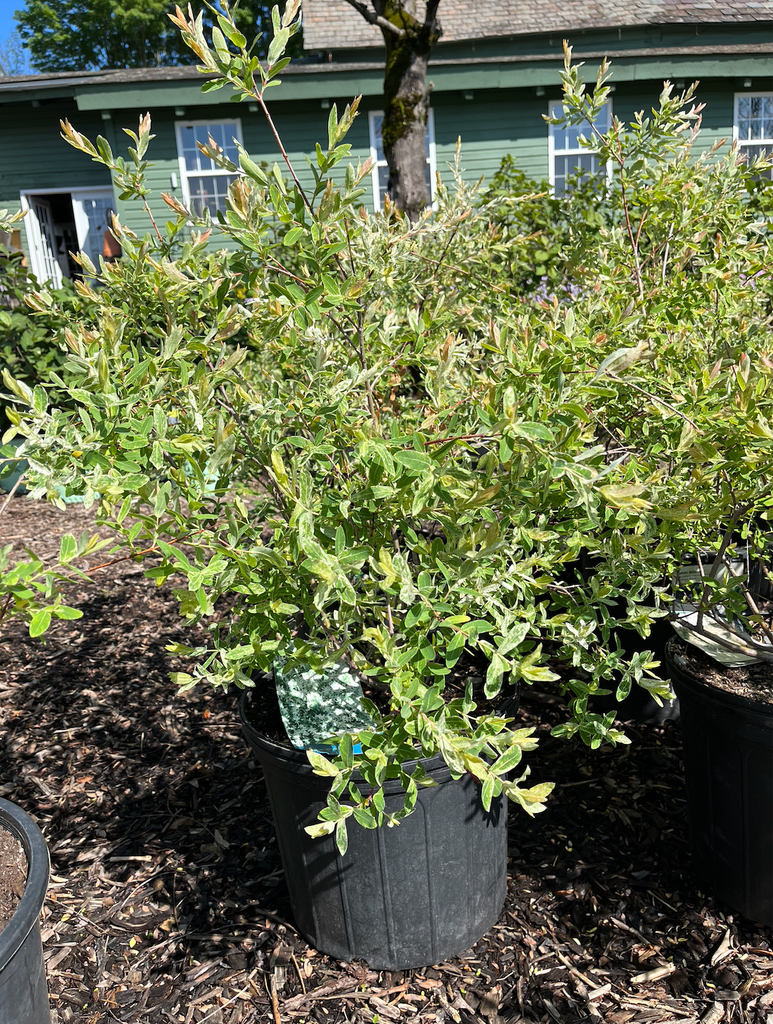 Hakura Nishiki Willow | Salix integra
