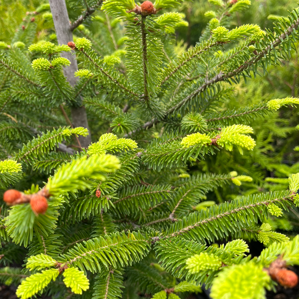 Balsam Fir | Abies balsamea