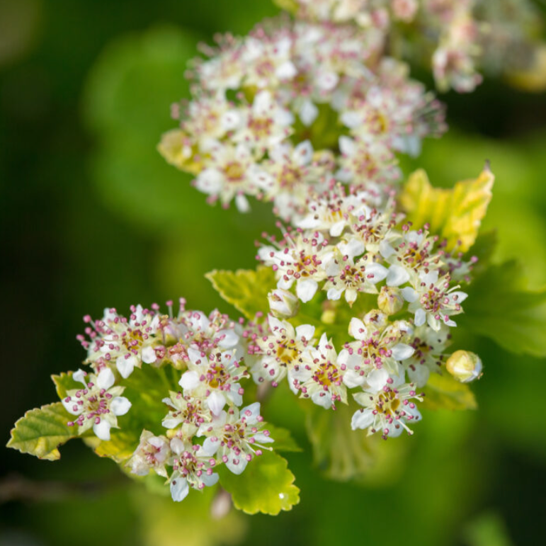 Lucky Devil Ninebark | Physocarpus Opulifolius 'Zlemichael'