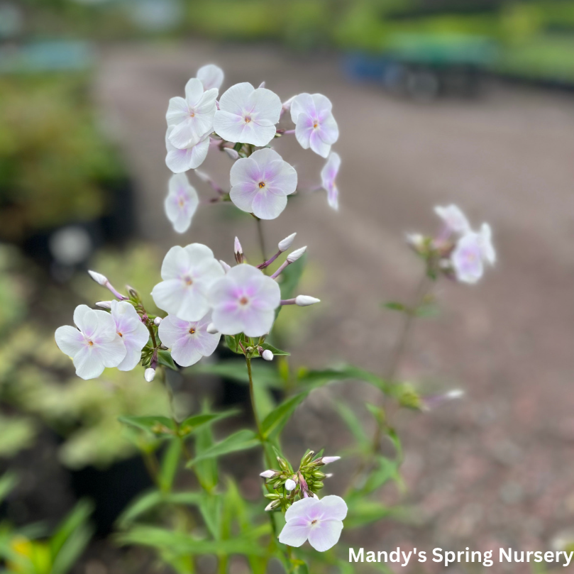 Fashionably Early Crystal Phlox | Phlox paniculata