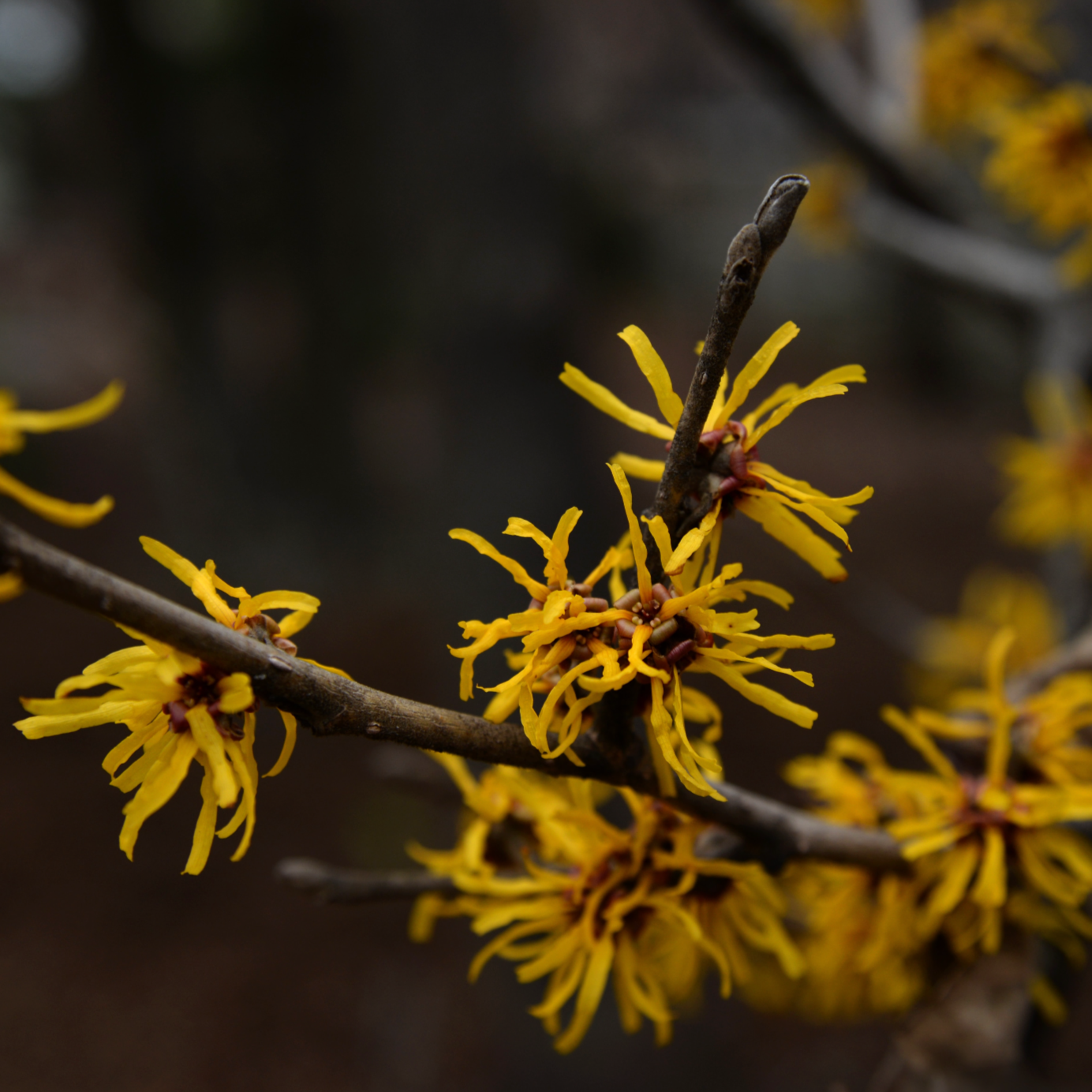 Witch Hazel | Hamamelis virginiana