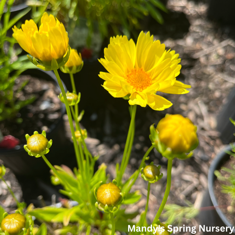 Leading Lady Sophia Tickseed | Coreopsis