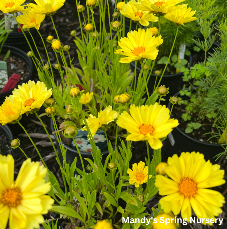 Leading Lady Sophia Tickseed | Coreopsis