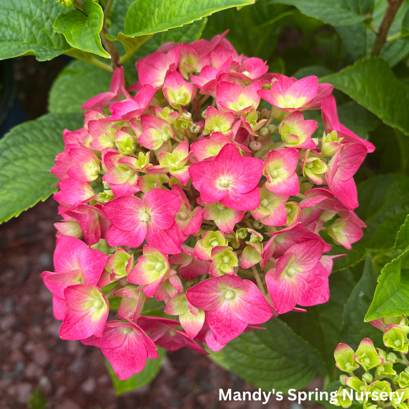 Summer Crush Reblooming Bigleaf Endless Summer® Hydrangea | Hydrangea macrophylla