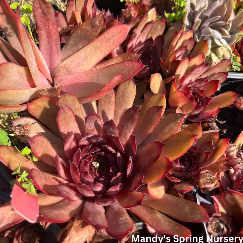 Assorted Hens & Chicks | Sempervivum