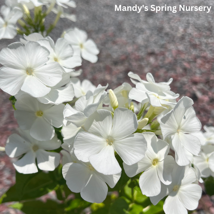 'Backlight' Luminary Tall Garden Phlox | Phlox paniculata