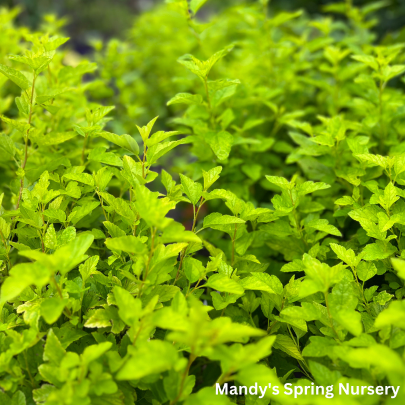 Lucky Devil Ninebark | Physocarpus Opulifolius 'Zlemichael'