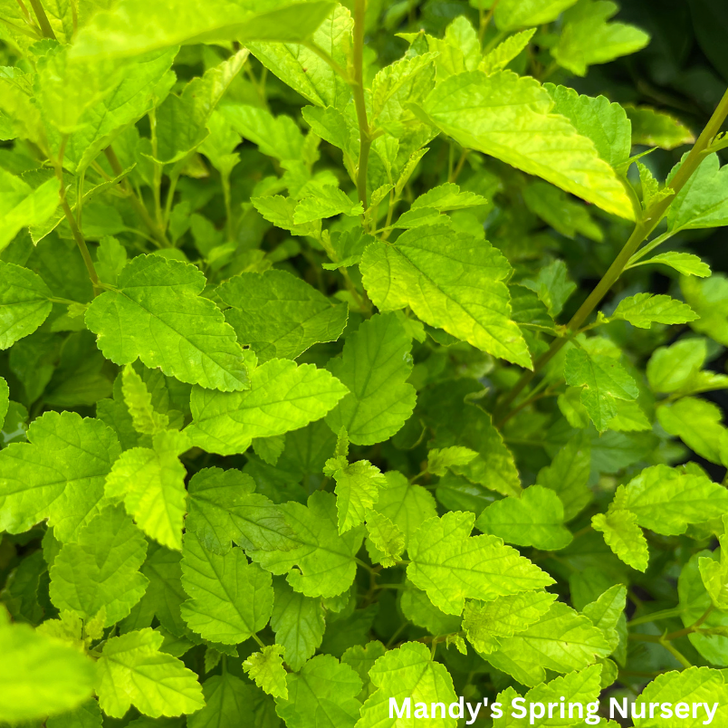 Lucky Devil Ninebark | Physocarpus Opulifolius 'Zlemichael'