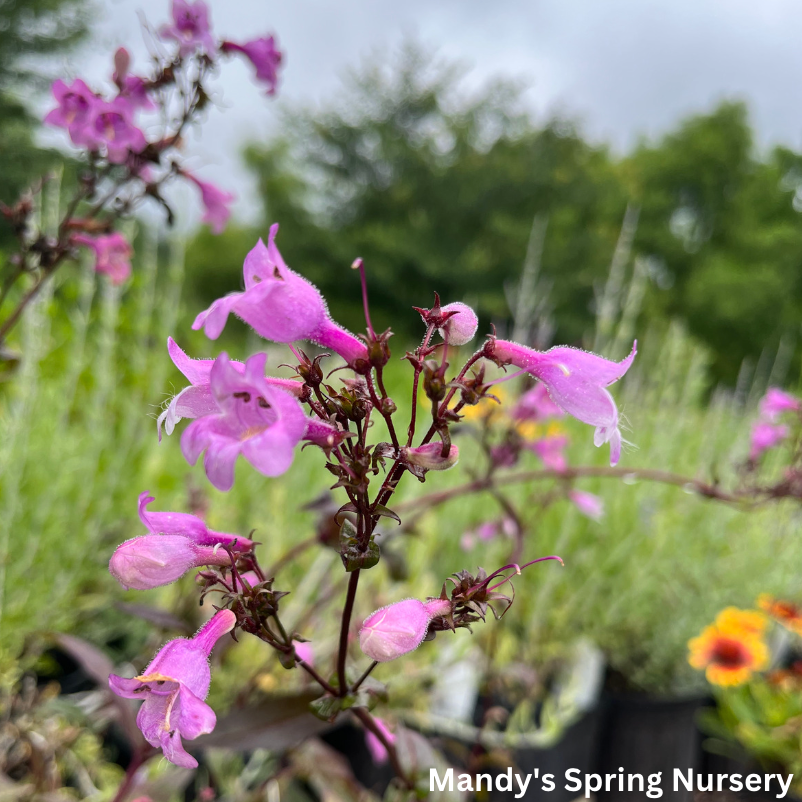 Midnight Masquerade Beardtongue | Penstemon
