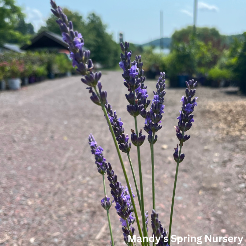 'Phenomenal®' English Lavender | Lavandula intermedia