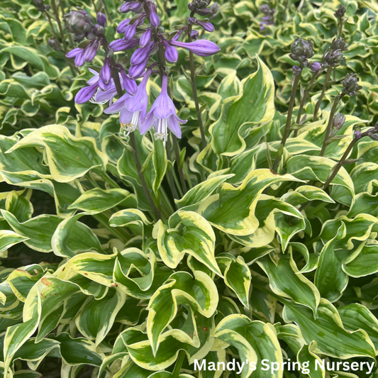 Wrinkle in Time Hosta