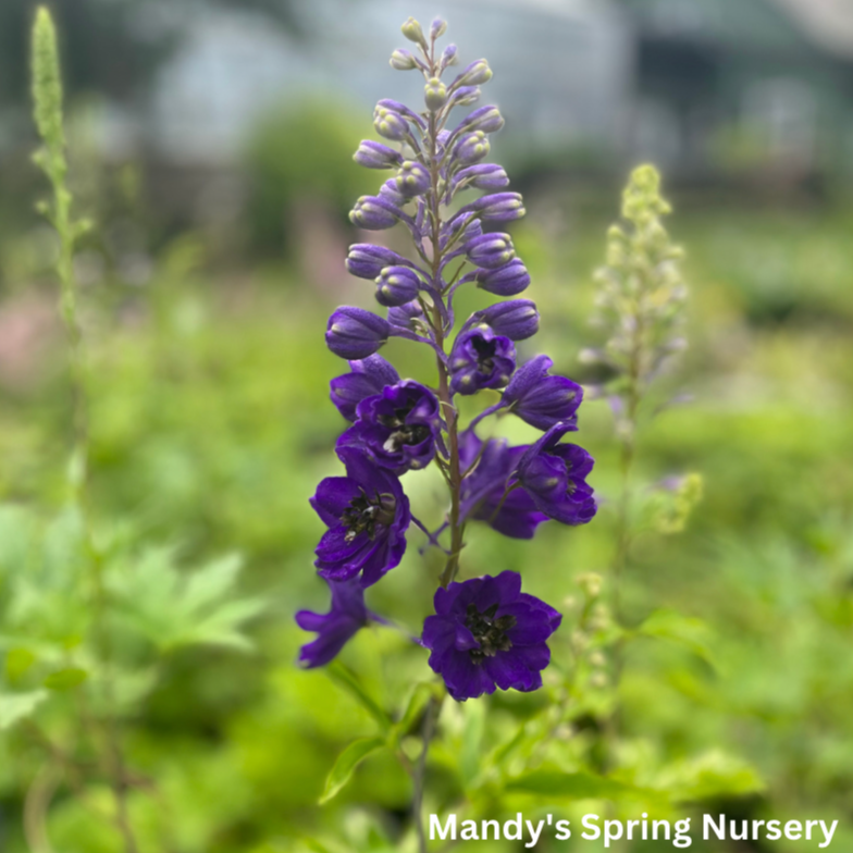 'Magic Fountains' Dark Blue Bee Larkspur | Delphinium
