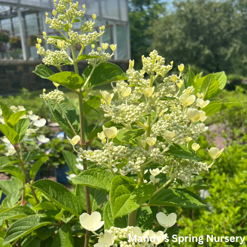 Quick Fire® Hydrangea | Hydrangea paniculata