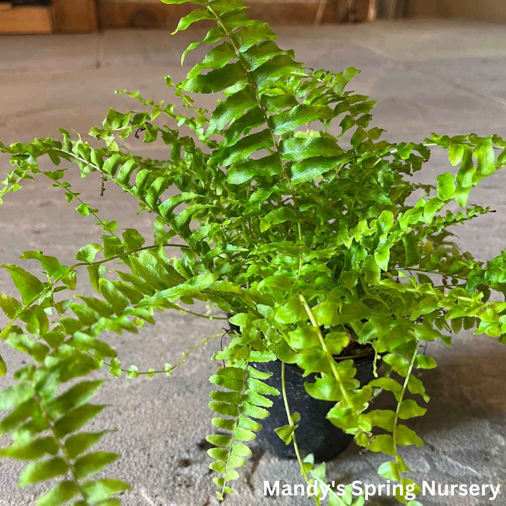 Boston Fern | Nephrolepis exaltata