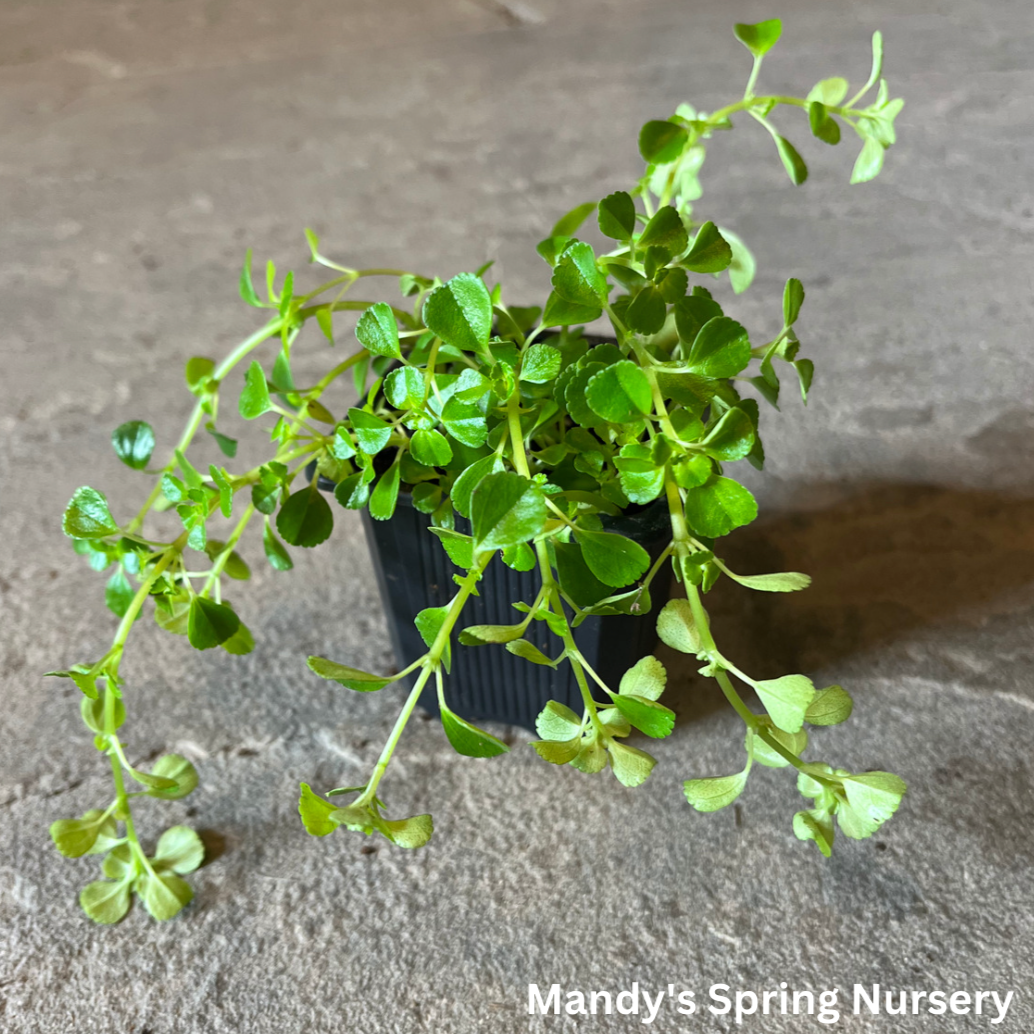 Baby Tears | Soleirolia soleirolii