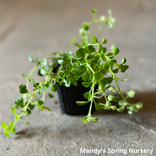 Baby Tears | Soleirolia soleirolii
