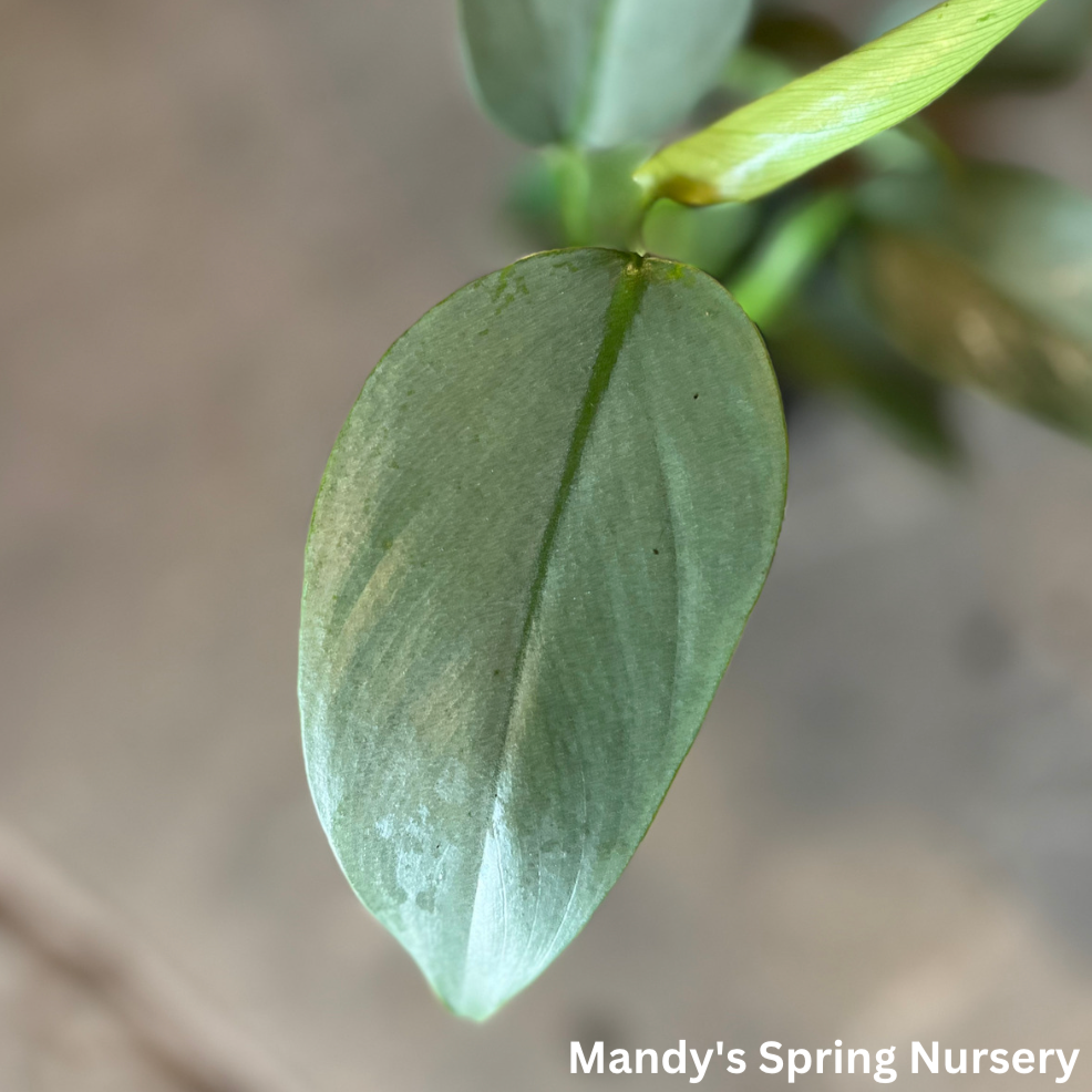 Silver Sword Philodendron | Philodendron hastatum 'Silver Sword'