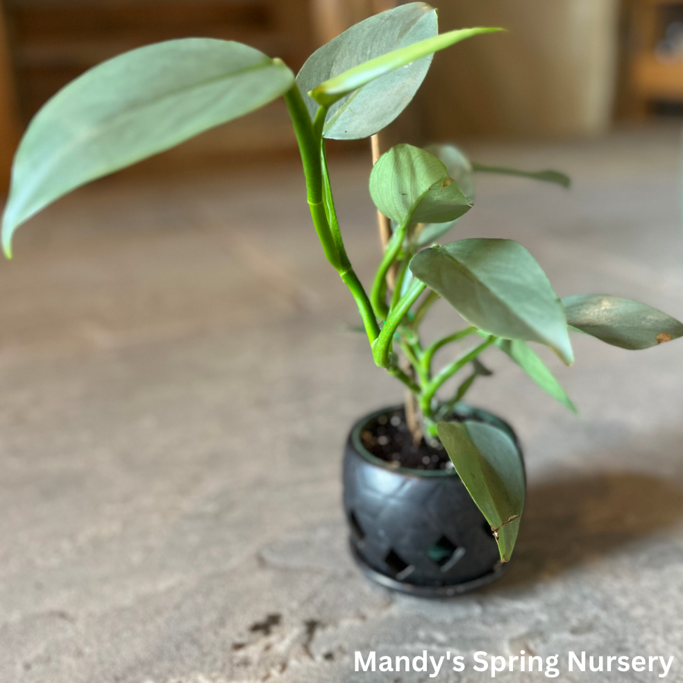 Silver Sword Philodendron | Philodendron hastatum 'Silver Sword'