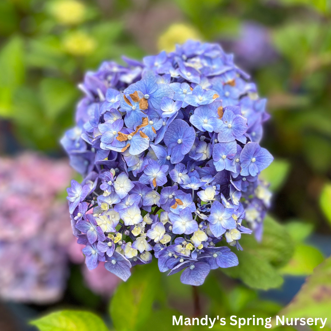 BloomStruck Reblooming Bigleaf Endless Summer® Hydrangea | Hydrangea macrophylla
