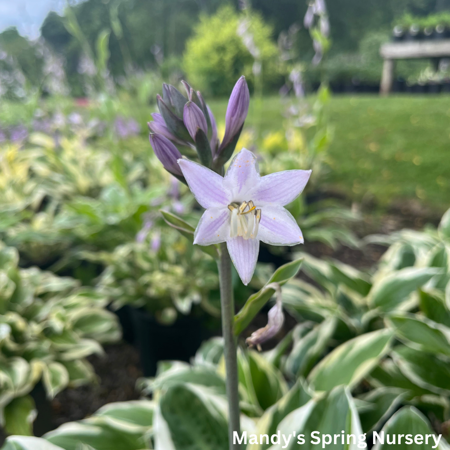 Patriot Hosta | Plantain Lily