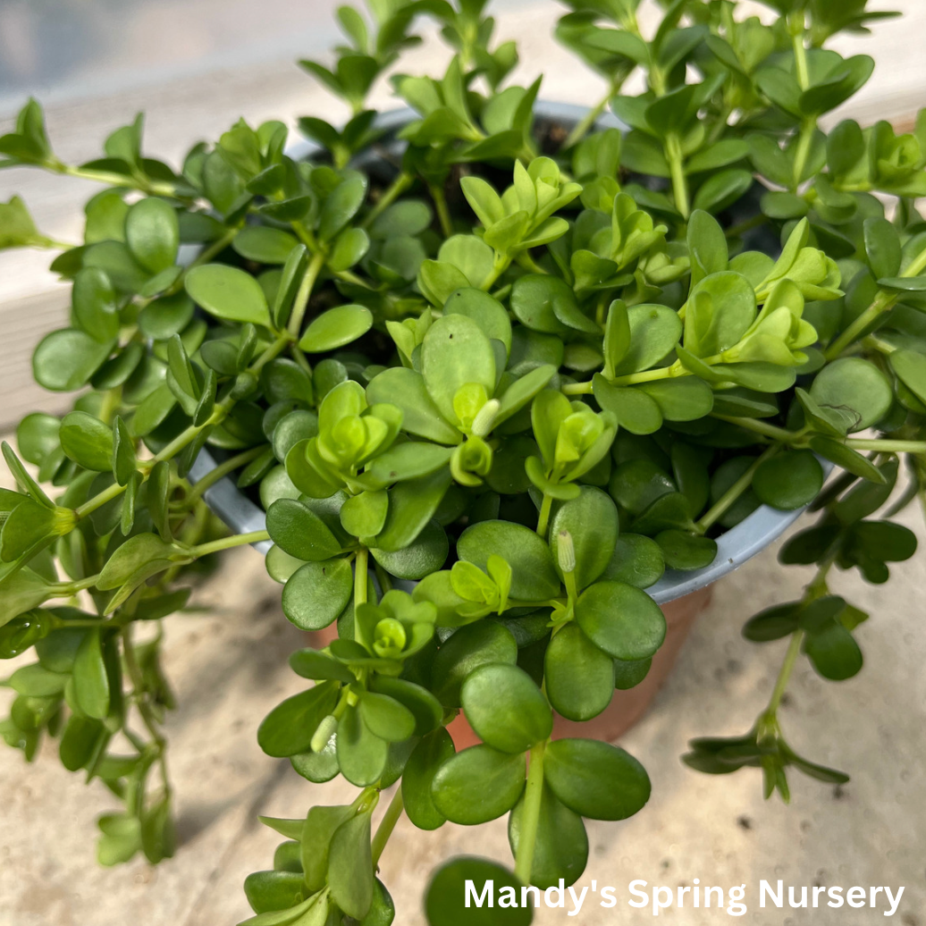 Peperomia Deppeana | Peperomia deppeana