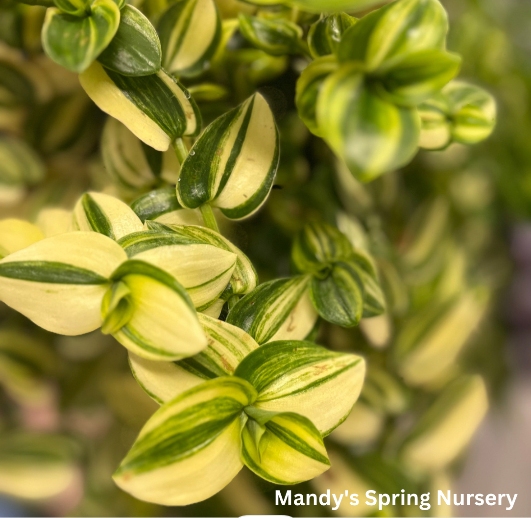 Yellow Zebra Tradescantia | Tradescantia zebrina 'Yellow Zebra'
