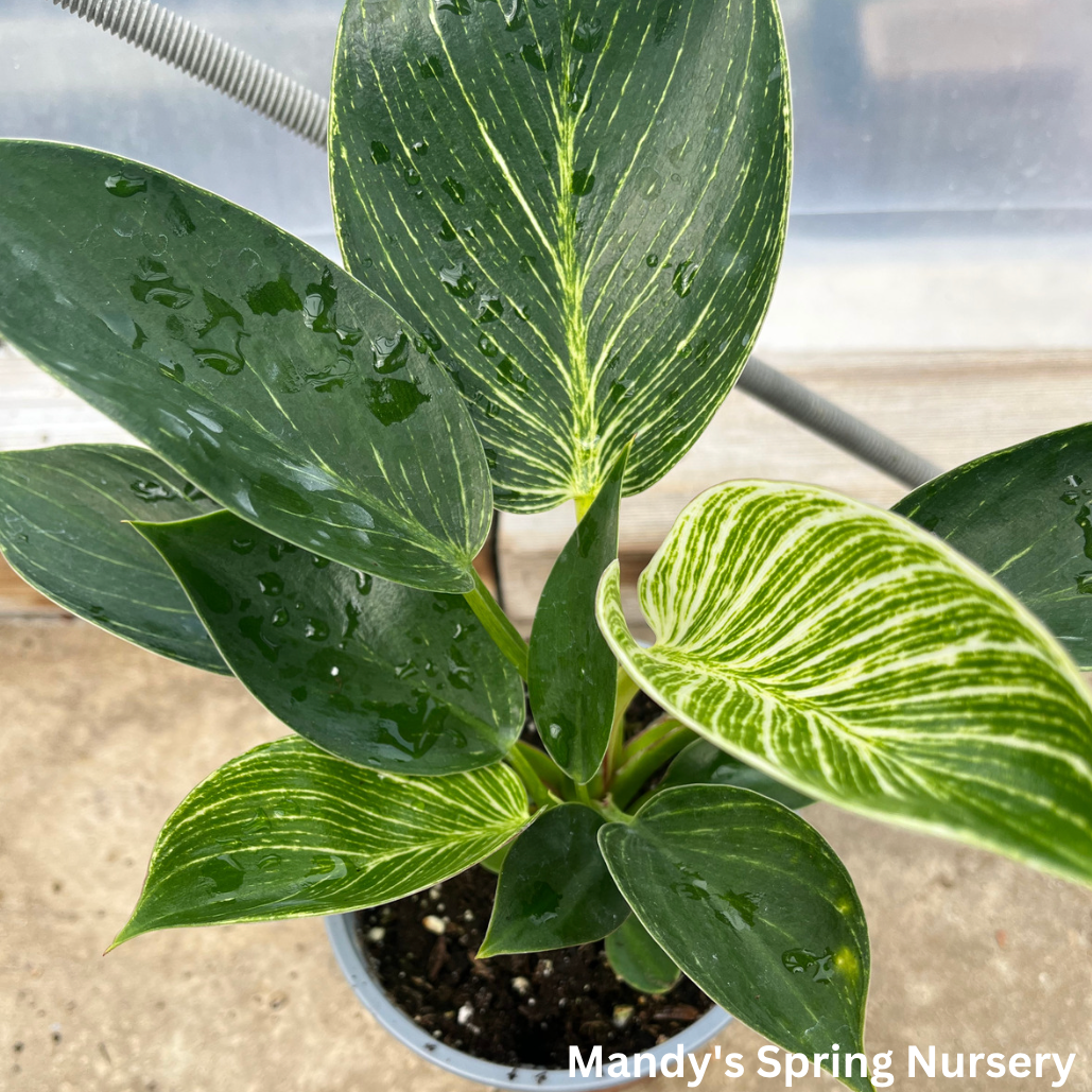 Birkin Philodendron | Philodendron 'Birkin'