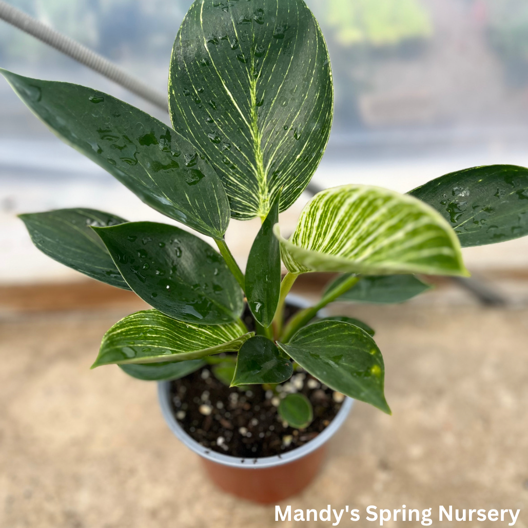 Birkin Philodendron | Philodendron 'Birkin'