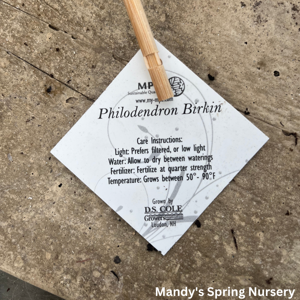 Birkin Philodendron | Philodendron 'Birkin'