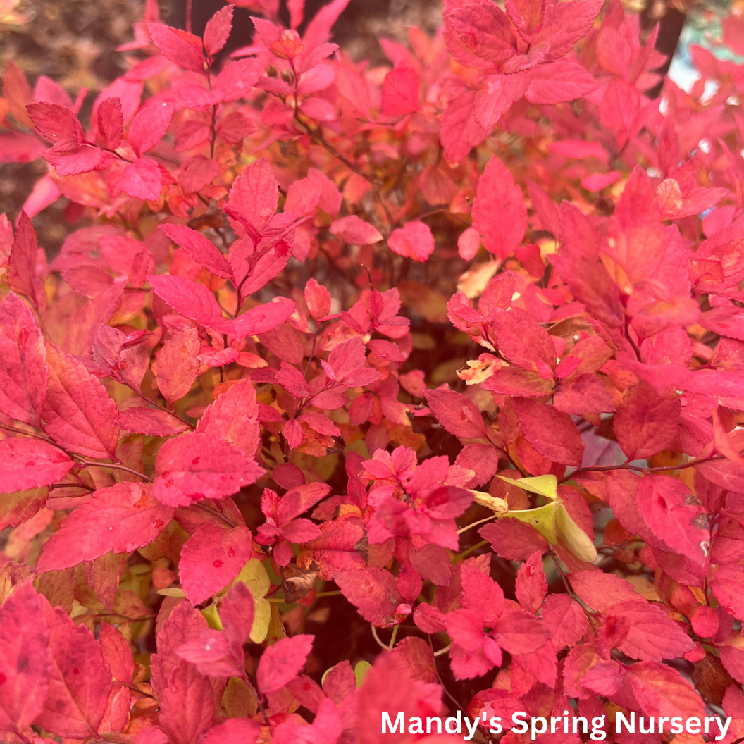 Goldmound Spirea | Spiraea japonica