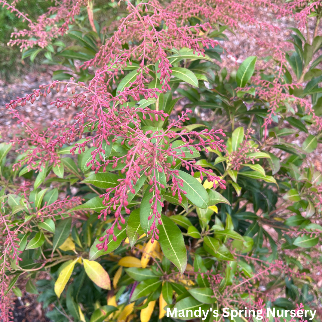 'Mountain Fire' Pieris | Pieris japonica