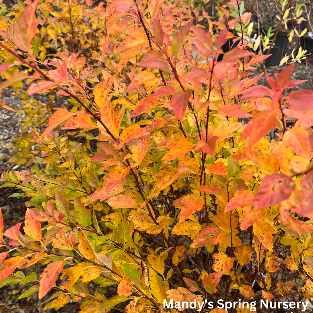 Lucky Devil Ninebark | Physocarpus Opulifolius 'Zlemichael'