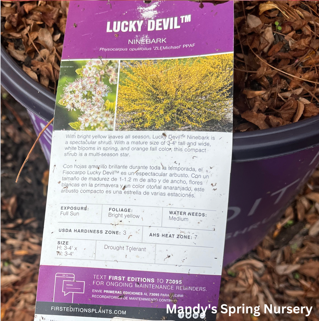 Lucky Devil Ninebark | Physocarpus Opulifolius 'Zlemichael'