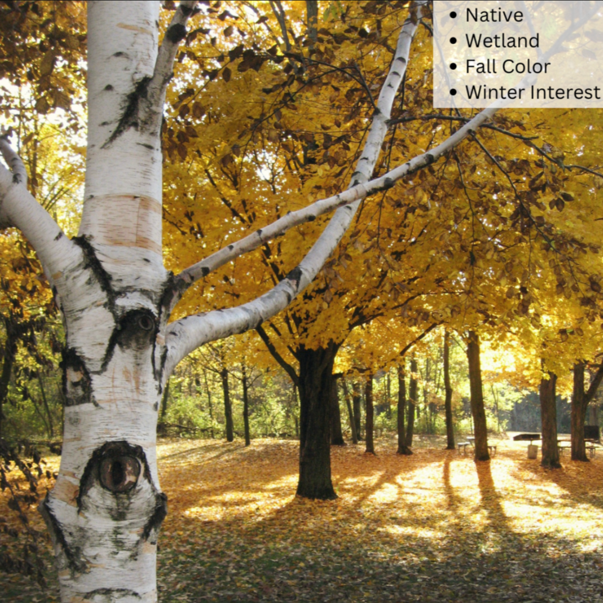 Paper Birch 'Select' | Betula papyrifera