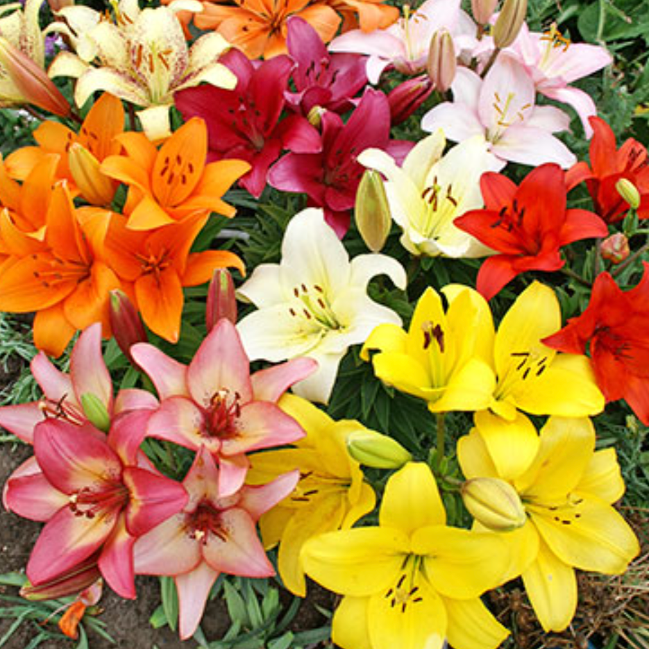 Asiatic Lily Mix | 3 Bulbs