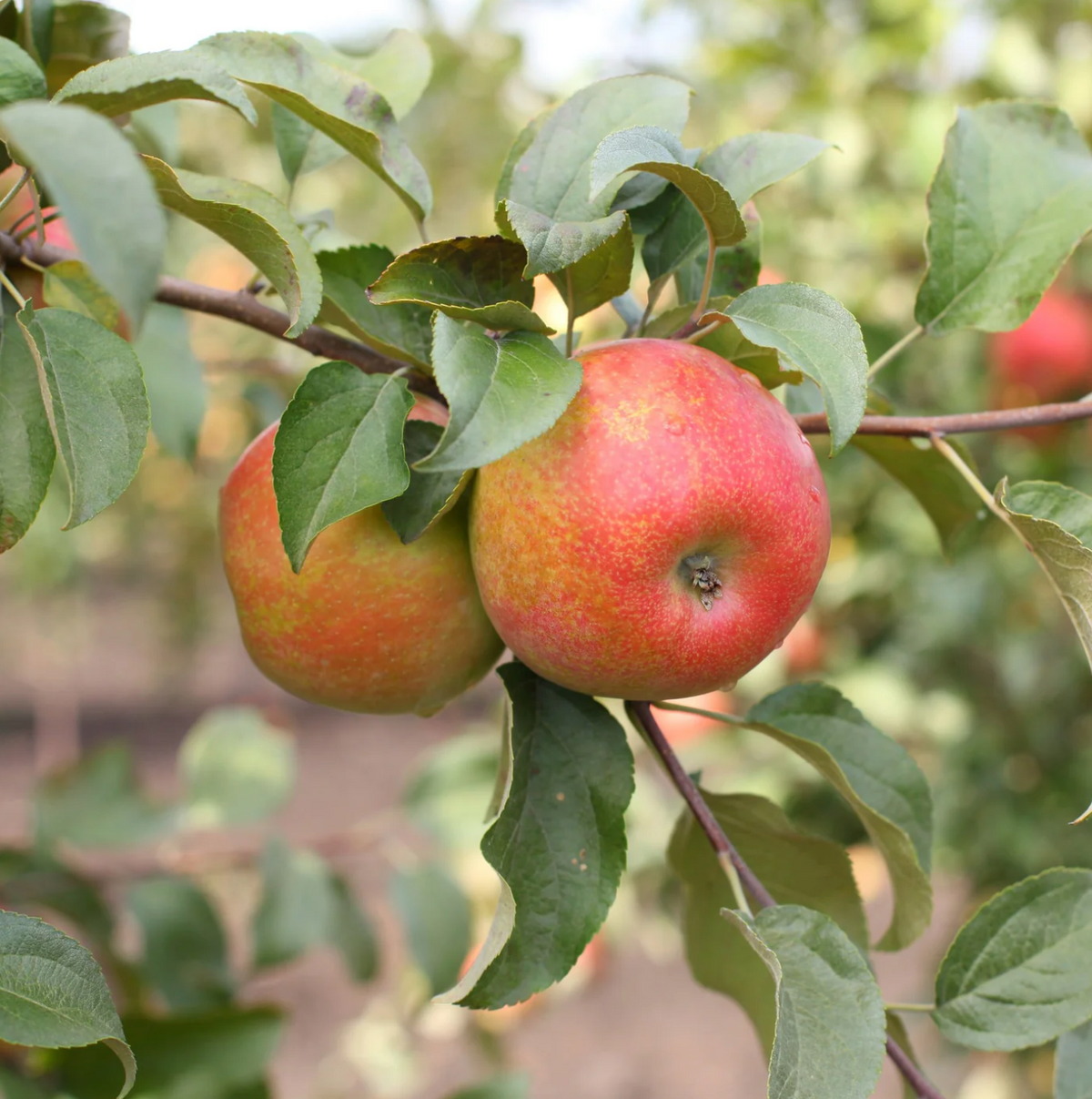 Honeycrisp Apple | Malus