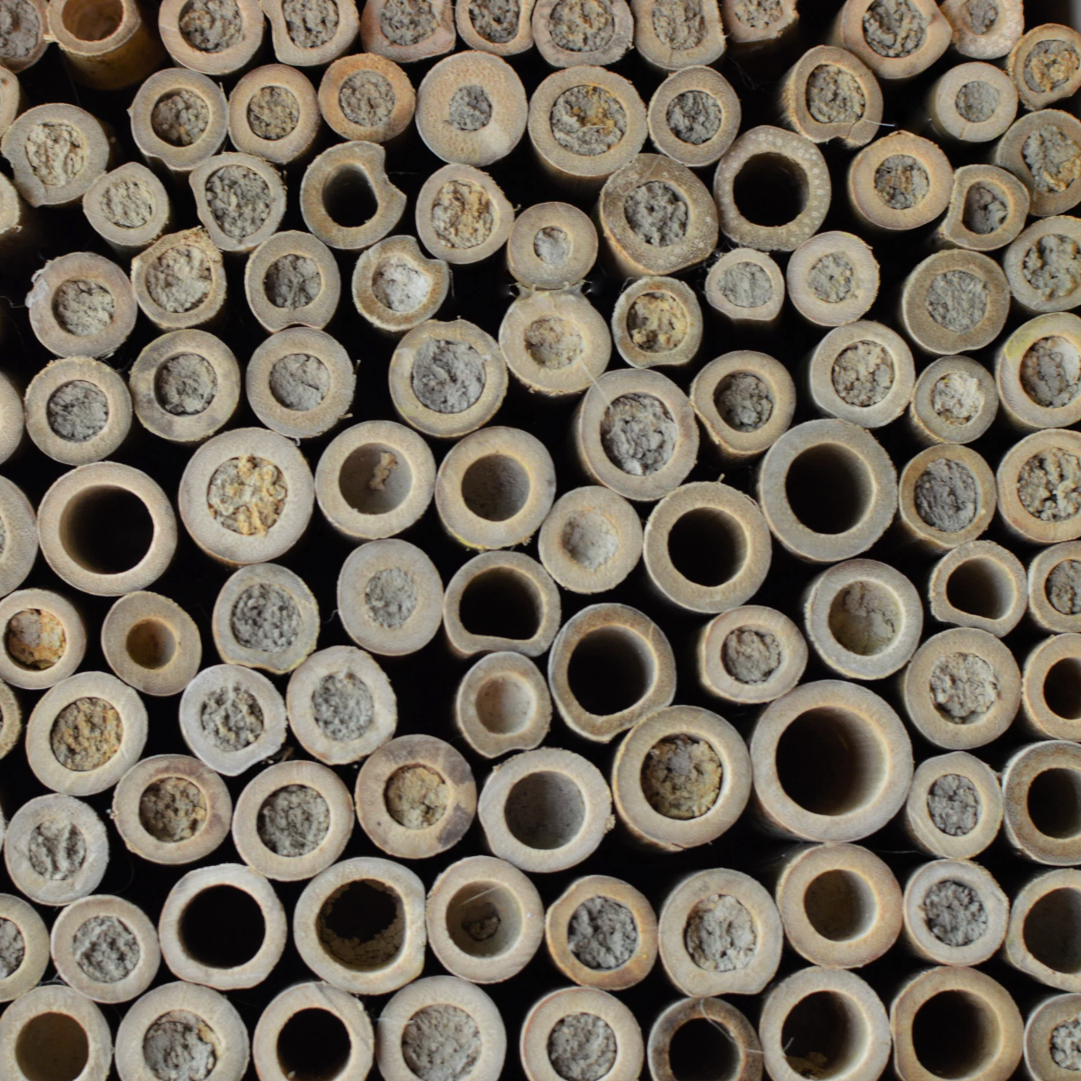 Farmhouse Bee Barn - Save the Native Bees!