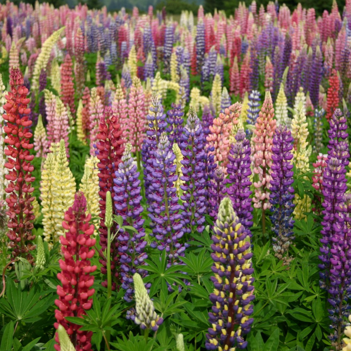 Russell Mix Lupine