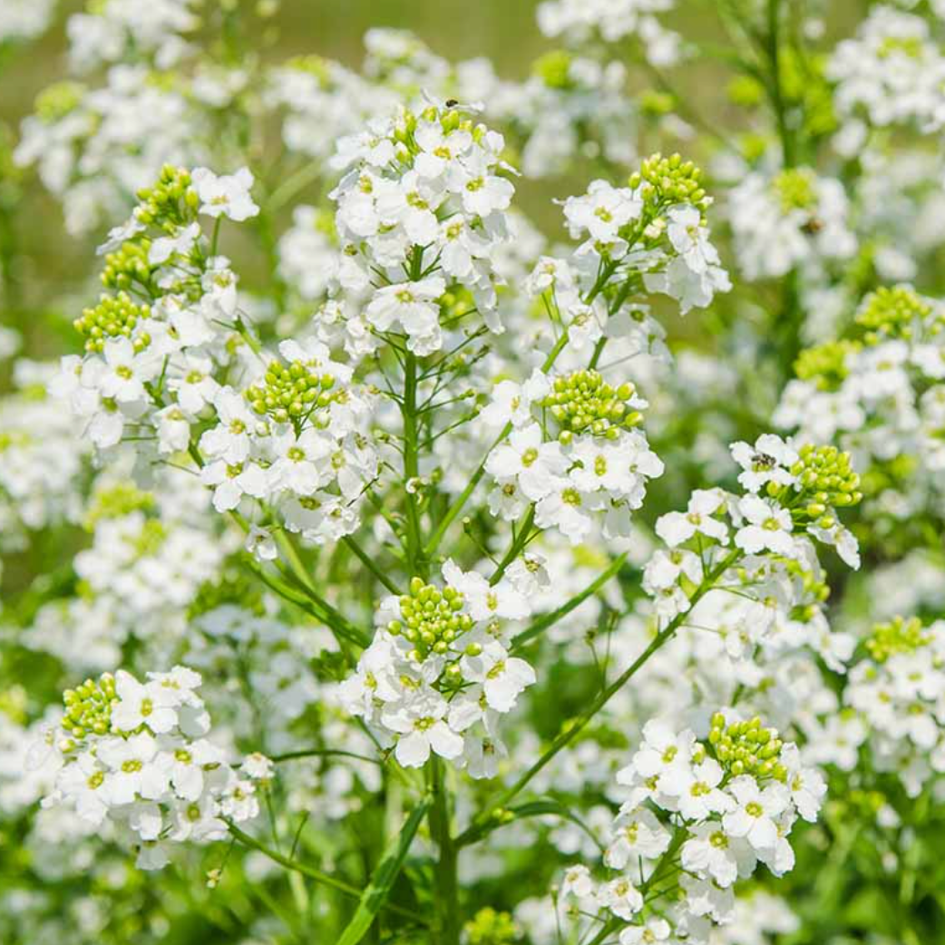 Horseradish | Armoracia rusticana